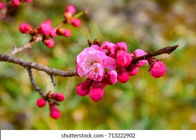 Plum Blossom