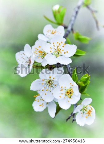 Similar – Blossom pear tree in white flowers