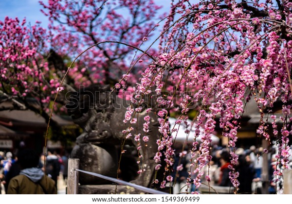 福岡県には太宰府天満宮の梅の花がある の写真素材 今すぐ編集