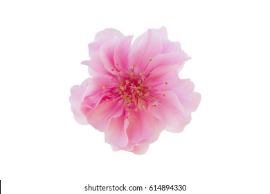 Plum Blossom Flower Isolated On White Background, With Clipping Path