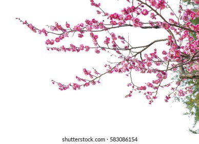 Plum Blossom Isolated On White Background.