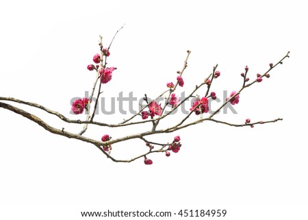 Plum Blossom Isolated on White Background.