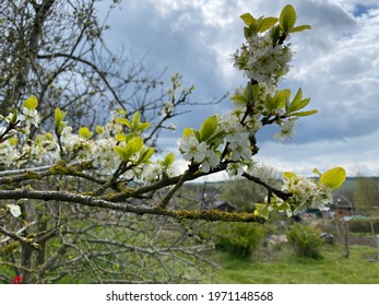 Plum Blossom On A Branch Of A Tree In Early May In The UK