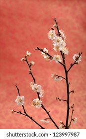 plum blossom on red background