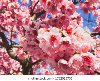 Plum blossom in a park in Dazaifu Tenmangu in Fukuoka, Japan