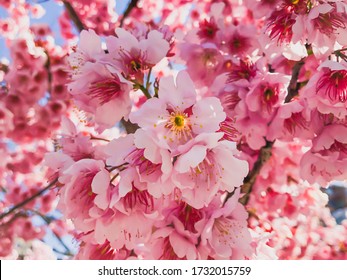 Plum blossom in a park in Dazaifu Tenmangu in Fukuoka, Japan