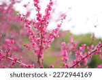 Plum blossoms blooming at Komazawa Park