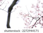 Plum blossoms blooming at Komazawa Park