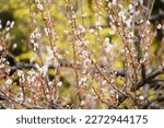 Plum blossoms blooming at Komazawa Park