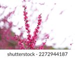 Plum blossoms blooming at Komazawa Park