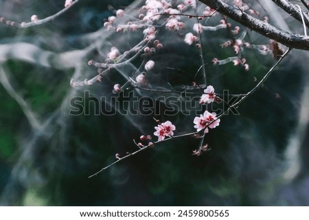 Similar – Cherry blossom | pink ornamental flower