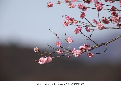 Winter Blossom Hd Stock Images Shutterstock