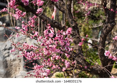 The plum blossoms are opened