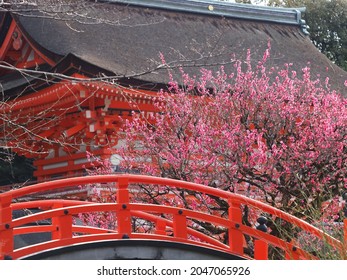 Plum Blossoms At Shimogamo Shrine