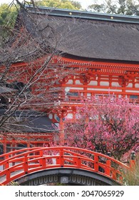 Plum Blossoms At Shimogamo Shrine