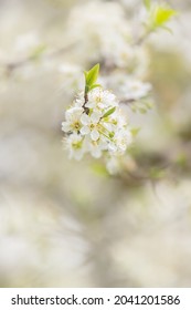 Plum, Cherry Or Apple Tree In Blossom, Spring Time, New Season Beginning