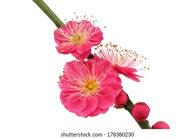 Plum Flower