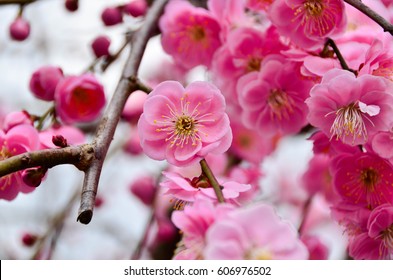 Plum Flower