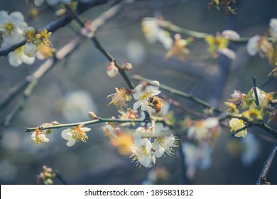 Plum Flower, Bee, Nanshan Fude Temple, Zhonghe District, New Taipei City, Taiwan