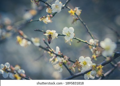 Plum Flower, Bee, Nanshan Fude Temple, Zhonghe District, New Taipei City, Taiwan