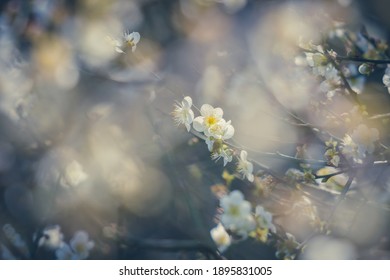 Plum Flower, Nanshan Fude Temple, Zhonghe District, New Taipei City, Taiwan