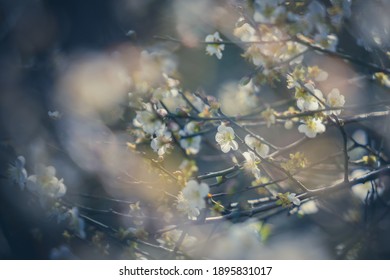 Plum Flower, Nanshan Fude Temple, Zhonghe District, New Taipei City, Taiwan