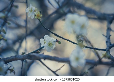 Plum Flower, Nanshan Fude Temple, Zhonghe District, New Taipei City, Taiwan