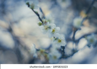 Plum Flower, Nanshan Fude Temple, Zhonghe District, New Taipei City, Taiwan