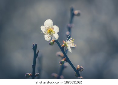 Plum Flower, Nanshan Fude Temple, Zhonghe District, New Taipei City, Taiwan