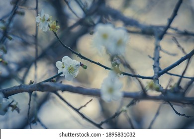 Plum Flower, Nanshan Fude Temple, Zhonghe District, New Taipei City, Taiwan