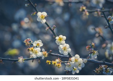 Plum Flower, Nanshan Fude Temple, Zhonghe District, New Taipei City, Taiwan