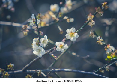 Plum Flower, Nanshan Fude Temple, Zhonghe District, New Taipei City, Taiwan