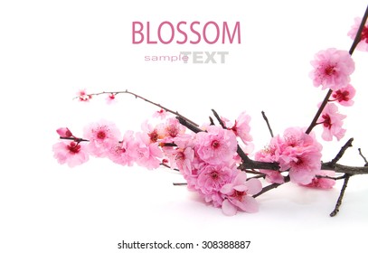 Plum Flowers Blossom on white background good for chinese new year use