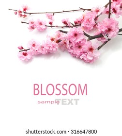 Plum Flowers Blossom on white background good for chinese new year use
