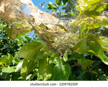Plum fruit tree damaged by a colony of small black insects, aphids. - Shutterstock ID 2209782509
