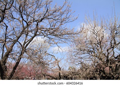 Plum Grove In Kairaku En, Mito, Japan