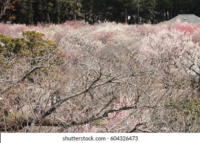 Plum Grove In Kairaku En, Mito, Japan