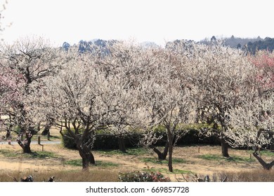 Plum Grove In Kairaku En, Mito, Japan