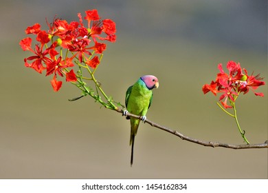 Plum headed parakeet with flowers