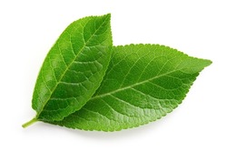 Plum Leaf Isolated. Plum leaves On White Top View. Green Fruit Leaves Flat Lay.  Full Depth Of Field.