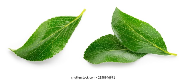 Plum leaf isolated. Plum leaves on white background top view. Green fruit leaves flat lay.  Full depth of field. - Shutterstock ID 2158946991