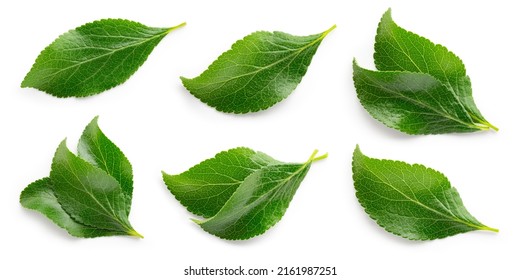 Plum leaf isolated. Plum leaves on white background top view. Green fruit leaves flat lay.  Full depth of field. - Shutterstock ID 2161987251