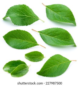 Plum leaves isolated on white background