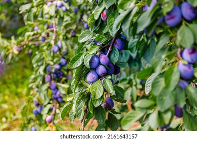 Plum orchard in countryside. Many ripe plums in garden. Agriculture Harvesting background.  - Shutterstock ID 2161643157