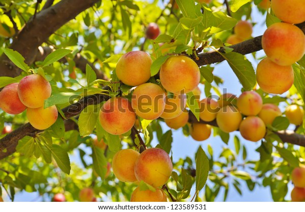 Plum\
(peach) tree with fruits growing in the\
garden