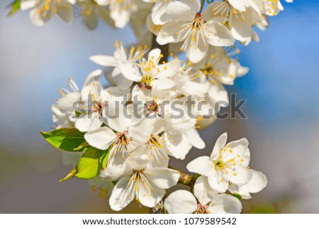 Similar – Blossom pear tree in white flowers