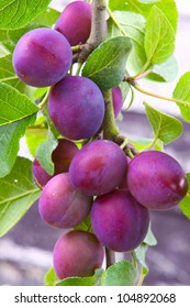 Plum Tree