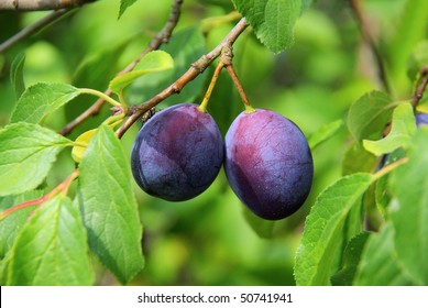 Plum Tree