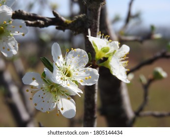 すもも の画像 写真素材 ベクター画像 Shutterstock