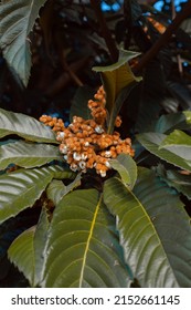 Plum Tree Blossom Being Born